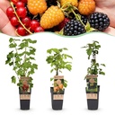 Fruit plant - Ribes-Rubes Mix - Tricolour - Hardy - Red Currant - Black Raspberry - Yellow Raspberry - 3 Plants - Pot 15cm - Height 50cm