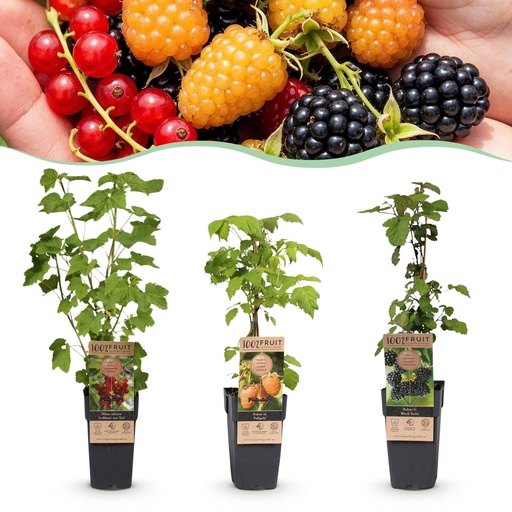 "Fruchtpflanze (Fruit plant) – winterharte Obstpflanze, Höhe ca. 15 cm image"
