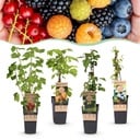 Fruit Plant - Ribes - Rubes-Vaccinium Mix - Rainbow - Hardy - Red Currant - Black Raspberry - Yellow Raspberry - Blueberry - 4 Plants - Pot 15cm - Height 50cm