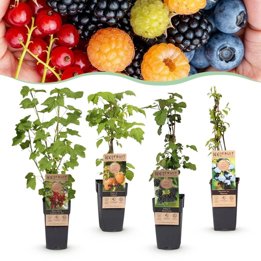 "Fruchtpflanze (Fruit plant) – winterharte Obstpflanze, Höhe ca. 15 cm image"