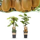 Fruit Plant - Actinidia Weiki & Hayward - Kiwi Plant - 1 Male - 1 Female - Plants - Green - Pot 15cm - Height 50cm