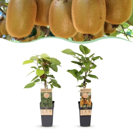"Fruit Plant - Actinidia Weiki & Hayward - Kiwi Plant - 1 Male - 1 Female - Plants - Green - Pot 15cm - Height 50cm image"