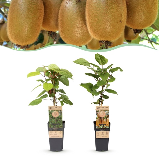 "Fruchtpflanze (Fruit plant) – winterharte Obstpflanze, Höhe ca. 15 cm image"