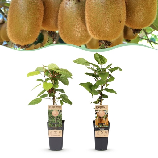 "Kiwi 'Weiki & Hayward' 2er-Set (Actinidia) – winterharte Kletterpflanze, 1 männliche + 1 weibliche Pflanze, Topf-Ø 15 cm, Höhe ca. 50 cm image"
