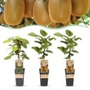 Fruit plant - Actinidia Weiki & Hayward - Kiwi plant - 1 Male - 2 Female - Plants - Green - Pot 15cm - Height 50cm