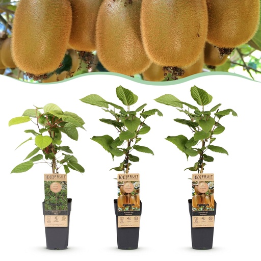 "Fruit plant - Actinidia Weiki & Hayward - Kiwi plant - 1 Male - 2 Female - Plants - Green - Pot 15cm - Height 50cm image"