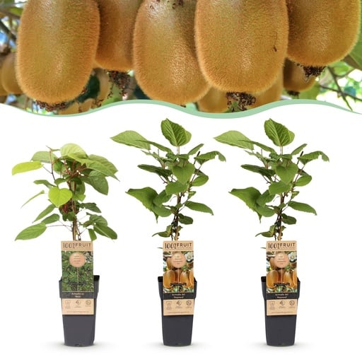 "Fruit plant - Actinidia Weiki & Hayward - Kiwi plant - 1 Male - 2 Female - Plants - Green - Pot 15cm - Height 50cm image"