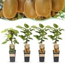 Fruit Plant - Actinidia Weiki & Hayward - Kiwi Plant - 1 Male - 3 Female - Plants - Green - Pot 15cm - Height 50cm