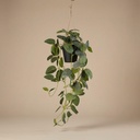 Fittonia - Hängend im Topf - 70 cm - Künstlich