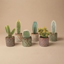 Kaktus-Set 6 Stück mit Mini-Keramiktöpfen Madrid