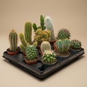 Kakteen-Set (12er Pack)