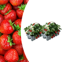 Erdbeeren, 6er-Pack (Fragaria), 100 % biologisch