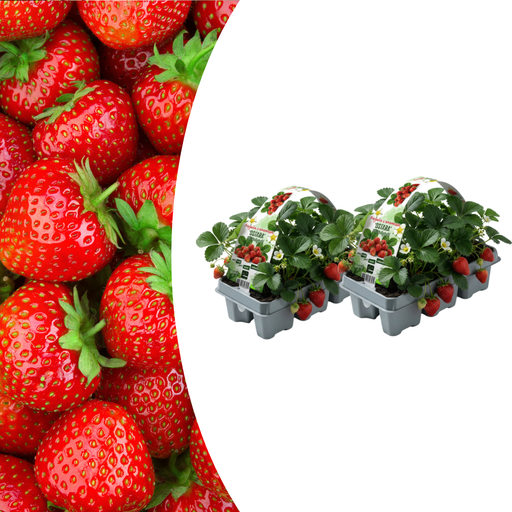 "Erdbeeren, 6er-Pack (Fragaria), 100 % biologisch image"