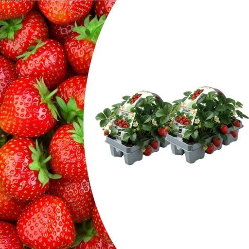 "Erdbeere 6er-Set (Fragaria) – winterharte Beerenobst-Pflanze image"