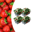 Erdbeeren, 6er-Pack (Fragaria), 100 % biologisch