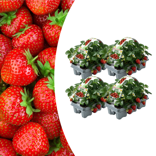 "Erdbeeren, 6er-Pack (Fragaria), 100 % biologisch image"