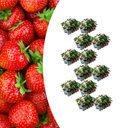 Erdbeeren – 12× 6er-Pack (Fragaria) – 72 Pflanzen – 100 % biologisch