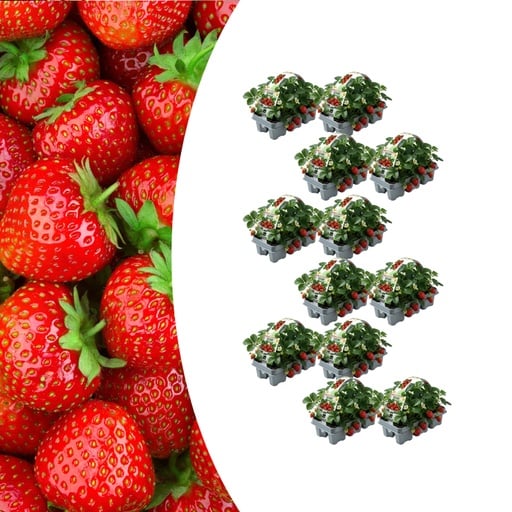 "Gartenerdbeere (Fragaria × ananassa) – winterharte Beerenobst-Pflanze image"