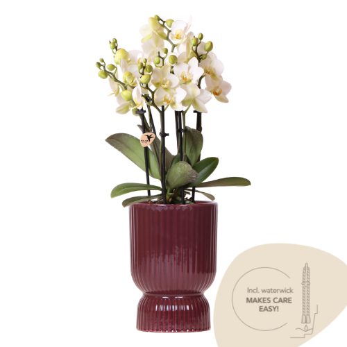 "Kolibri Orchids | Weiße Lausanne Orchidee + roter Diabolo Übertopf | inkl. Gießdocht | Ø9cm | blühende Zimmerpflanze – frisch vom Züchter image"