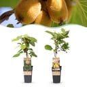 Obstpflanze - Actinidia Weiki & Golden Kiwi - Kiwipflanze - 1 Männlich - 1 Weiblich - Pflanzen - Gelb - Topf 15cm - Höhe 50cm