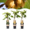 Obstpflanze - Actinidia Weiki & Golden Kiwi - Kiwi-Pflanze - 1 Männlich - 2 Weiblich - Pflanzen - Gelb - Topf 15cm - Höhe 50cm