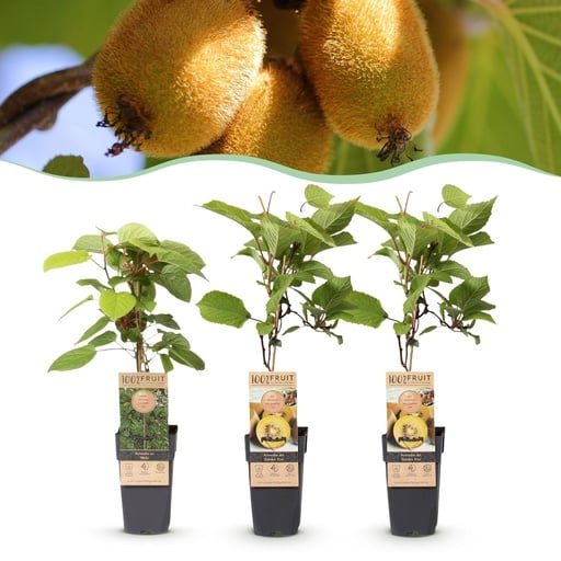 "Obstpflanze - Actinidia Weiki & Golden Kiwi - Kiwi-Pflanze - 1 Männlich - 2 Weiblich - Pflanzen - Gelb - Topf 15cm - Höhe 50cm image"