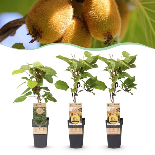"Obstpflanze (Obstpflanze) – winterharte Obstpflanze, Höhe ca. 15 cm image"