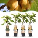 Obststrauch - Actinidia Weiki & Golden Kiwi - Kiwi-Pflanze - 1 Männlich - 3 Weiblich - Pflanzen - Gelb - Topf 15cm - Höhe 50cm