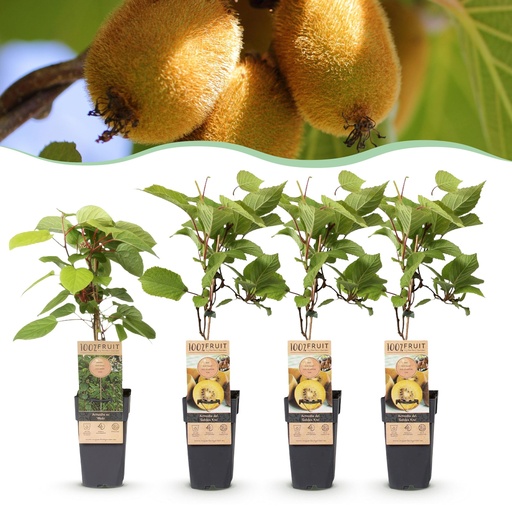"Obststrauch - Actinidia Weiki & Golden Kiwi - Kiwi-Pflanze - 1 Männlich - 3 Weiblich - Pflanzen - Gelb - Topf 15cm - Höhe 50cm image"