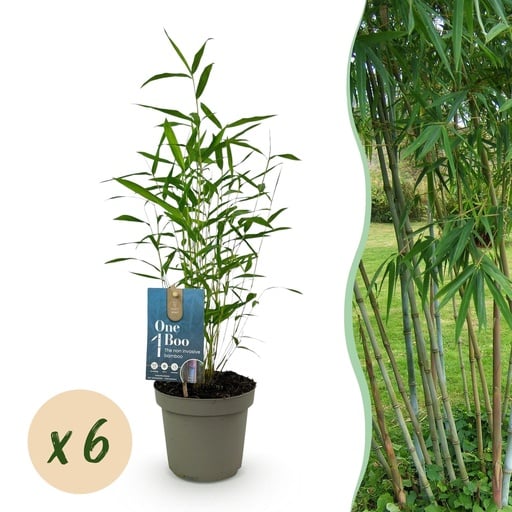 "Gartenbambus 'Blue Dragon' 6er-Set (Fargesia) – winterhartes Ziergras, Topf-Ø 14 cm, Höhe ca. 35 cm image"