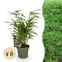 Bambus - Fargesia Rufa - Immergrün - Nicht Ausbreitend - Grün - 6 Pflanzen - Topf 14cm - Höhe 35cm