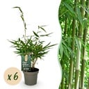 Bambus - Fargesia robusta Pingwu - Immergrün - Nicht invasive - Grün - 6 Pflanzen - Topf 14cm - Höhe 35cm