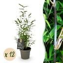 Bambus - Fargesia Black Dragon - Immergrün - Nicht Wuchernd - Grün - 12 Pflanzen - Topf 14cm - Höhe 35cm