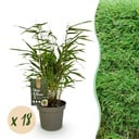 Bambus - Fargesia Rufa - Immergrün - Nicht invasiv - Grün - 18 Pflanzen - Topf 14cm - Höhe 35cm