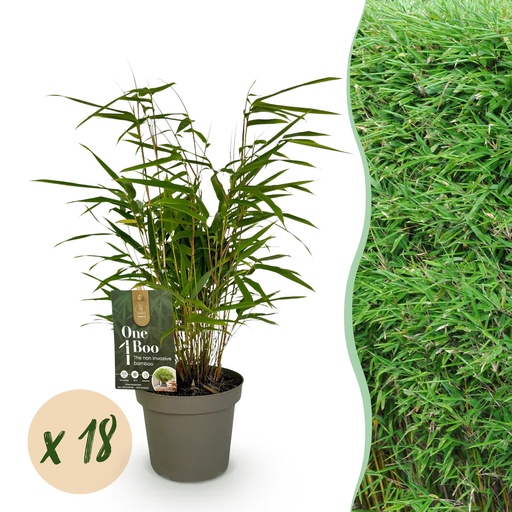 "Bambus - Fargesia Rufa - Immergrün - Nicht invasiv - Grün - 18 Pflanzen - Topf 14cm - Höhe 35cm image"