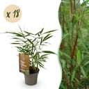 Bambus - Fargesia Asian Wonder - Immergrün - Nicht Ausbreitend - Grün - 18 Pflanzen - Topf 14cm - Höhe 35cm