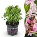 Zwerg-Rhododendron - Rhododendron Bloombux Light Pink - Blühender Buchsbaum - Wenig Pflege - Hellrosa Blüte - 1 Pflanze - Topf 10,5cm - Höhe 20-25cm