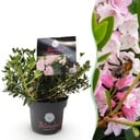 Zwerg-Rhododendron - Rhododendron Bloombux Licht Pink - Blühender Buxus - Wenig Pflege - Helle Rosa Blüte - 1 Pflanze - Topf 17 cm - Höhe 30-40 cm