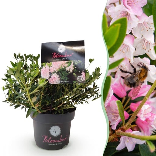 "Rhododendron 'Bloombux Light Pink' (Rhododendron) – winterharter Blütenstrauch, Topf-Ø 17 cm, Höhe ca. 30–40 cm image"