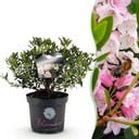 Zwerg-Rhododendron - Rhododendron Bloombux Light Pink - Blühende Buxus - Wenig Pflege - Hellrosa Blüte - 1 Pflanze - Topf 23cm - Höhe 45-55cm