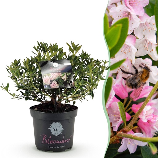 "Zwerg-Rhododendron - Rhododendron Bloombux Light Pink - Blühende Buxus - Wenig Pflege - Hellrosa Blüte - 1 Pflanze - Topf 23cm - Höhe 45-55cm image"
