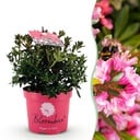 Zwerg Rhododendron - Rhododendron Bloombux Magenta - Blühender Buxus - Geringer Pflegeaufwand - Rosa Blüte - 1 Pflanze - Topf 17cm - Höhe 30-40cm