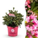 Zwerg-Rhododendron - Rhododendron Bloombux Magenta - Blühender Buchsbaum - Wenig Pflege - Rosa Blüte - 1 Pflanze - Topf 23cm - Höhe 45-55cm