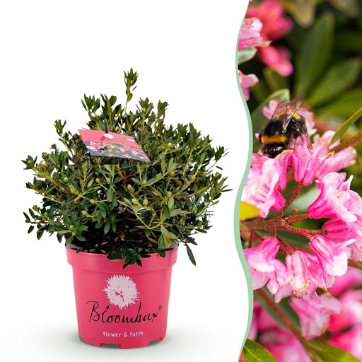 "Zwerg-Rhododendron (Zwerg-Rhododendron) – winterharter Kleinstrauch, Höhe ca. 23 cm image"