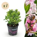 Zwerg-Rhododendron - Rhododendron Bloombux Light Pink - Blühende Buxus - Wenig Pflege - Hellrosa Blüte - 3 Pflanzen - Topf 10,5cm - Höhe 20-25cm