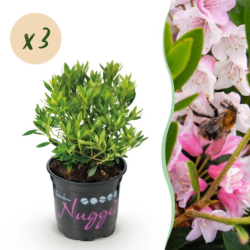 "Zwerg-Rhododendron - Rhododendron Bloombux Light Pink - Blühende Buxus - Wenig Pflege - Hellrosa Blüte - 3 Pflanzen - Topf 10,5cm - Höhe 20-25cm image"
