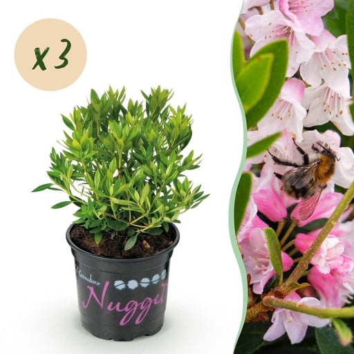"Zwerg-Rhododendron - Rhododendron Bloombux Light Pink - Blühende Buxus - Wenig Pflege - Hellrosa Blüte - 3 Pflanzen - Topf 10,5cm - Höhe 20-25cm image"