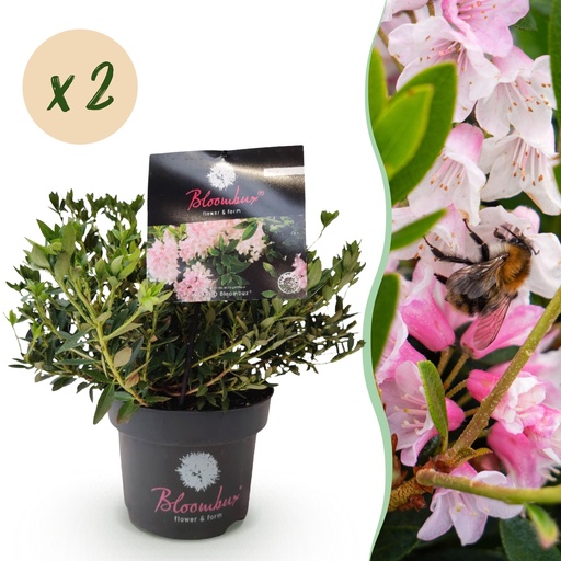 "Zwerg-Rhododendron - Rhododendron Bloombux Light Pink - Blühende Buxus - Wenig Pflege - Hellrosa Blüte - 2 Pflanzen - Topf 17cm - Höhe 30-40cm image"