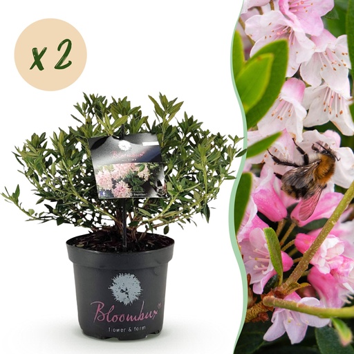 "Zwerg-Rhododendron - Rhododendron Bloombux Light Pink - Blühende Buxus - Wenig Pflege - Hellrosa Blüte - 2 Pflanzen - Topf 23cm - Höhe 45-55cm image"