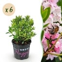 Zwerg-Rhododendron - Rhododendron Bloombux Light Pink - Blühender Buchsbaum - Wenig Pflege - Hellrosa Blüte - 6 Pflanzen - Topf 10,5cm - Höhe 20-25cm